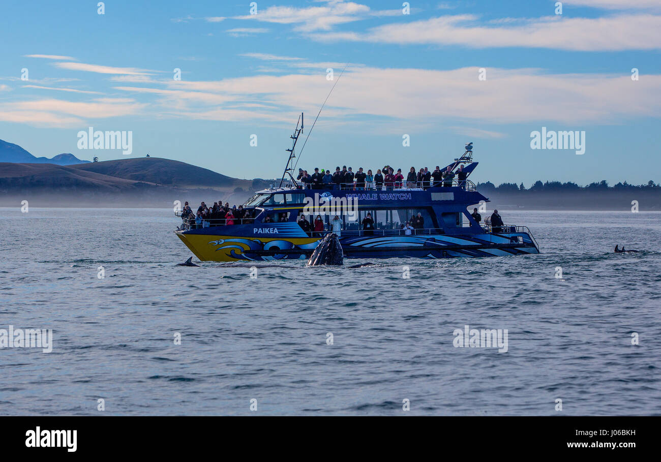 KAIKOURA Halbinsel, Neuseeland: A Buckelwal setzt auf eine Show für eine Gruppe von Zuschauern. ATEMBERAUBENDE Aufnahmen von frechen Delfine mit zwei 40-Fuß lange Buckelwale wurden gefangen genommen. Die herrlichen Bilder zeigen des super Pod von mehr als-hundert-und-fünfzig dusky Delphine unterbrechen die beiden Wale, wie sie ihren Weg zu den wärmeren Gewässern zu züchten gemacht. Die Bilder zeigen die Delphine setzen auf eine Leistung für eine Gruppe von fassungslos Touristen auf eine Whale-watching Ausflug mit dem Boot. Nicht um die sportliche Delphine heraus erfolgen, durchgeführt die Buckelwale eine Reihe von synchronisierten Wendungen Stockfoto