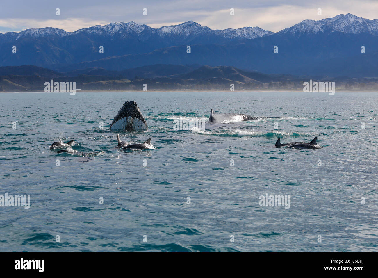 KAIKOURA Halbinsel, Neuseeland: die Wale und Delfine vermischen. ATEMBERAUBENDE Aufnahmen von frechen Delfine mit zwei 40-Fuß lange Buckelwale wurden gefangen genommen. Die herrlichen Bilder zeigen des super Pod von mehr als-hundert-und-fünfzig dusky Delphine unterbrechen die beiden Wale, wie sie ihren Weg zu den wärmeren Gewässern zu züchten gemacht. Die Bilder zeigen die Delphine setzen auf eine Leistung für eine Gruppe von fassungslos Touristen auf eine Whale-watching Ausflug mit dem Boot. Nicht um die sportliche Delphine heraus erfolgen, durchgeführt die Buckelwale eine Reihe von synchronisierten Drehungen und Wendungen im Blick Stockfoto