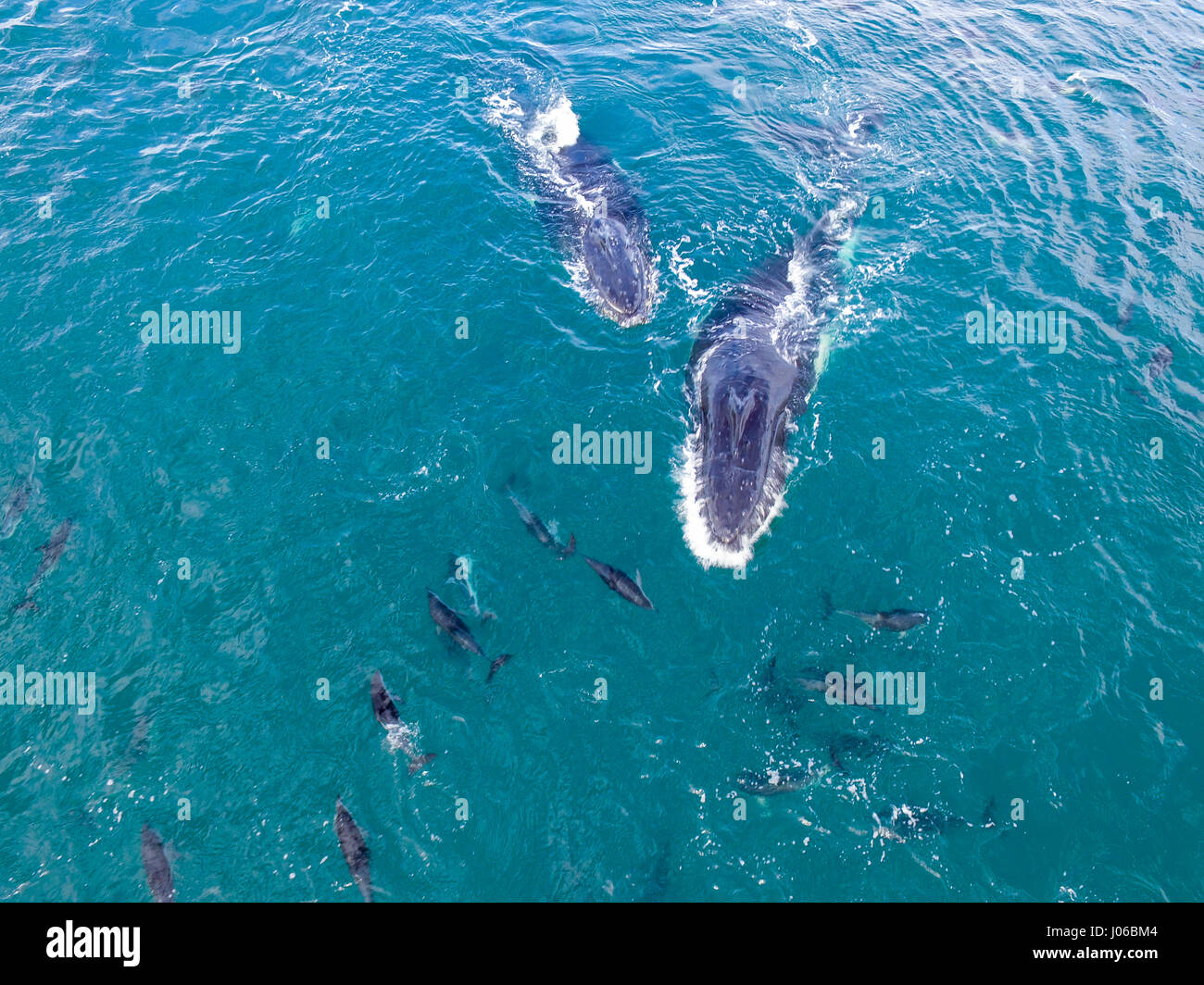 KAIKOURA Halbinsel, Neuseeland: eine Luftaufnahme des Dusky Delphine und Buckelwale. ATEMBERAUBENDE Aufnahmen von frechen Delfine mit zwei 40-Fuß lange Buckelwale wurden gefangen genommen. Die herrlichen Bilder zeigen des super Pod von mehr als-hundert-und-fünfzig dusky Delphine unterbrechen die beiden Wale, wie sie ihren Weg zu den wärmeren Gewässern zu züchten gemacht. Die Bilder zeigen die Delphine setzen auf eine Leistung für eine Gruppe von fassungslos Touristen auf eine Whale-watching Ausflug mit dem Boot. Nicht um die sportliche Delphine heraus erfolgen, durchgeführt die Buckelwale eine Reihe von synchronisierten Wendungen Stockfoto