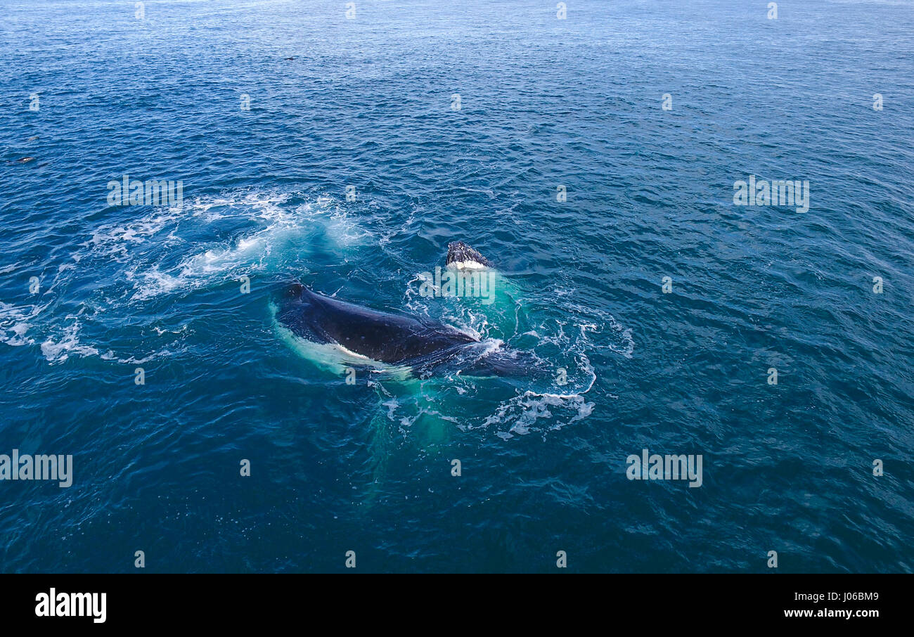 KAIKOURA Halbinsel, Neuseeland: die Buckelwale führen eine Reihe von Tricks für Zuschauer. ATEMBERAUBENDE Aufnahmen von frechen Delfine mit zwei 40-Fuß lange Buckelwale wurden gefangen genommen. Die herrlichen Bilder zeigen des super Pod von mehr als-hundert-und-fünfzig dusky Delphine unterbrechen die beiden Wale, wie sie ihren Weg zu den wärmeren Gewässern zu züchten gemacht. Die Bilder zeigen die Delphine setzen auf eine Leistung für eine Gruppe von fassungslos Touristen auf eine Whale-watching Ausflug mit dem Boot. Nicht um die sportliche Delphine heraus erfolgen, durchgeführt die Buckelwale eine Reihe von synchronisierten twi Stockfoto