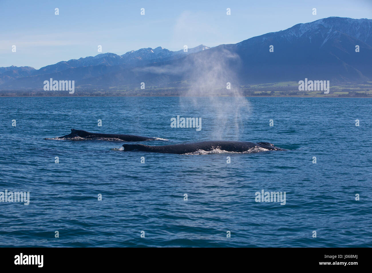 KAIKOURA Halbinsel, Neuseeland: die Buckelwale führen eine Reihe von Tricks für Zuschauer. ATEMBERAUBENDE Aufnahmen von frechen Delfine mit zwei 40-Fuß lange Buckelwale wurden gefangen genommen. Die herrlichen Bilder zeigen des super Pod von mehr als-hundert-und-fünfzig dusky Delphine unterbrechen die beiden Wale, wie sie ihren Weg zu den wärmeren Gewässern zu züchten gemacht. Die Bilder zeigen die Delphine setzen auf eine Leistung für eine Gruppe von fassungslos Touristen auf eine Whale-watching Ausflug mit dem Boot. Nicht um die sportliche Delphine heraus erfolgen, durchgeführt die Buckelwale eine Reihe von synchronisierten twi Stockfoto