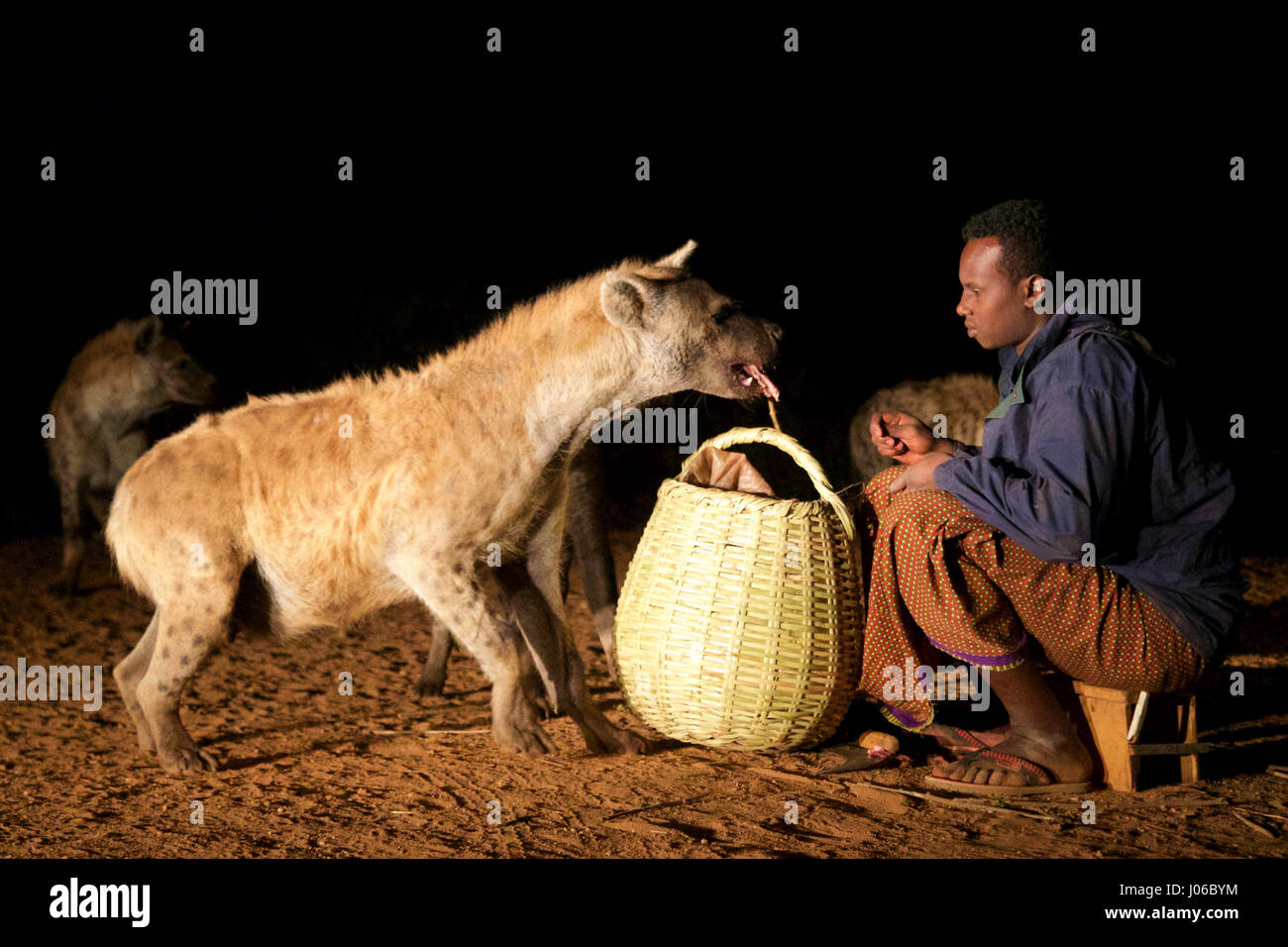 HARAR, Äthiopien: Neue 'Hyäne Man' Abbas Saleh Fütterung einer Hyäne. Treffen Sie die unglaubliche Hyäne Mann von Harar, die nun seinen Titel auf seinen Sohn nach dreißig Jahren, am besten mit Freunden einen Clan dieser fleischfressende Tiere vorbei ist. Bilder zeigen einen jungen Erben die Hyäne Mann Titel nach der jahrhundertealten Tradition seines Volkes vor möglichen Angriffen durch Hyänen ruhig füttern diese wilden Radikalfänger schützen. Er ist völlig frei von jeglicher Art von Angst Sie assoziieren würde, wobei dies in der Nähe Afrikas produktivsten Fleischfresser.  Hyänen sind dafür bekannt, angreifen und töten Menschen, sondern als Thes Stockfoto