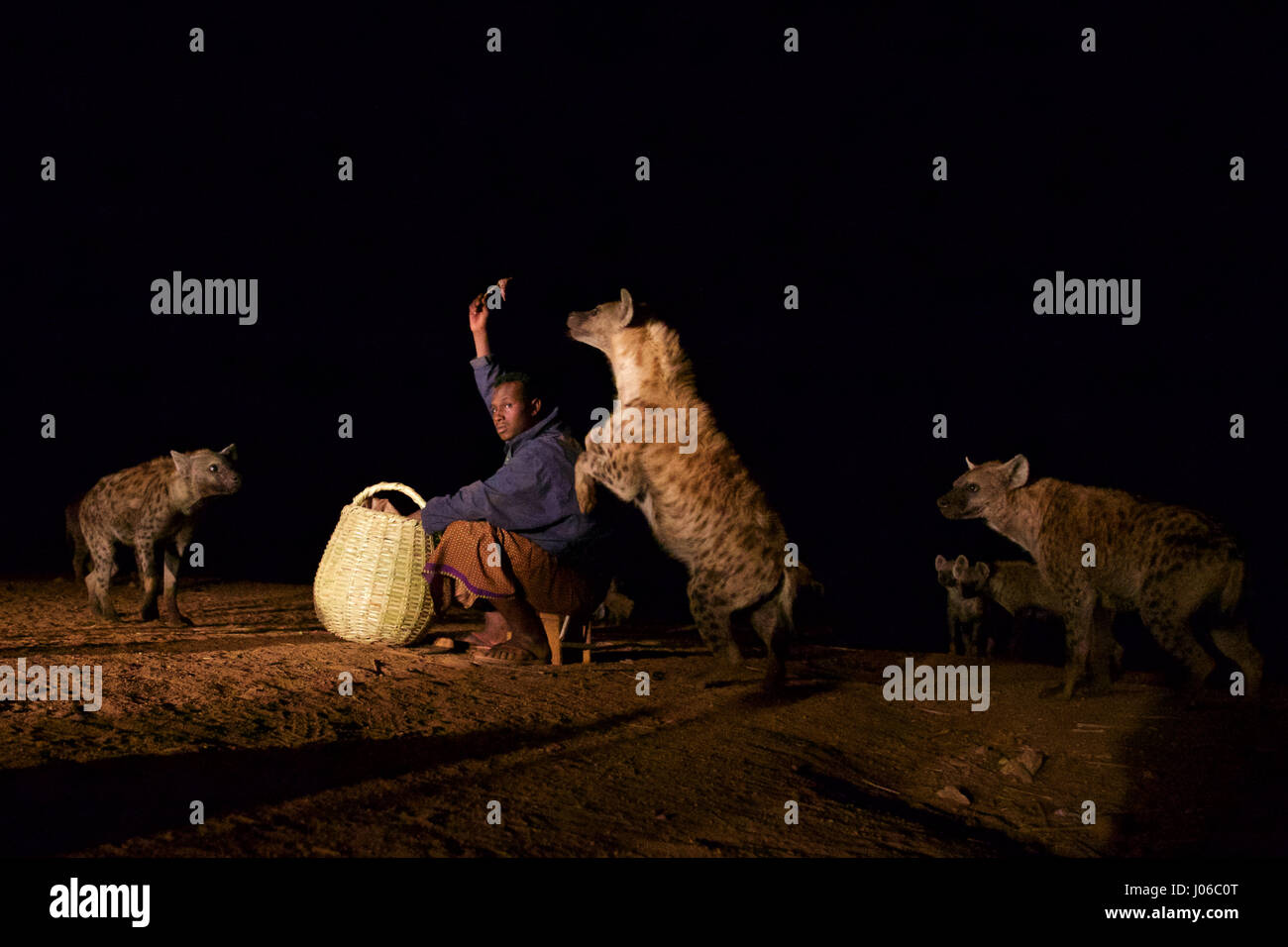HARAR, Äthiopien: Neue 'Hyäne Man' Abbas Saleh Fütterung einer Hyäne.  Treffen Sie die unglaubliche Hyäne Mann von Harar, die nun seinen Titel auf seinen Sohn nach dreißig Jahren, am besten mit Freunden einen Clan dieser fleischfressende Tiere vorbei ist. Bilder zeigen einen jungen Erben die Hyäne Mann Titel nach der jahrhundertealten Tradition seines Volkes vor möglichen Angriffen durch Hyänen ruhig füttern diese wilden Radikalfänger schützen. Er ist völlig frei von jeglicher Art von Angst Sie assoziieren würde, wobei dies in der Nähe Afrikas produktivsten Fleischfresser.  Hyänen sind dafür bekannt, angreifen und töten Menschen, sondern wie die Stockfoto