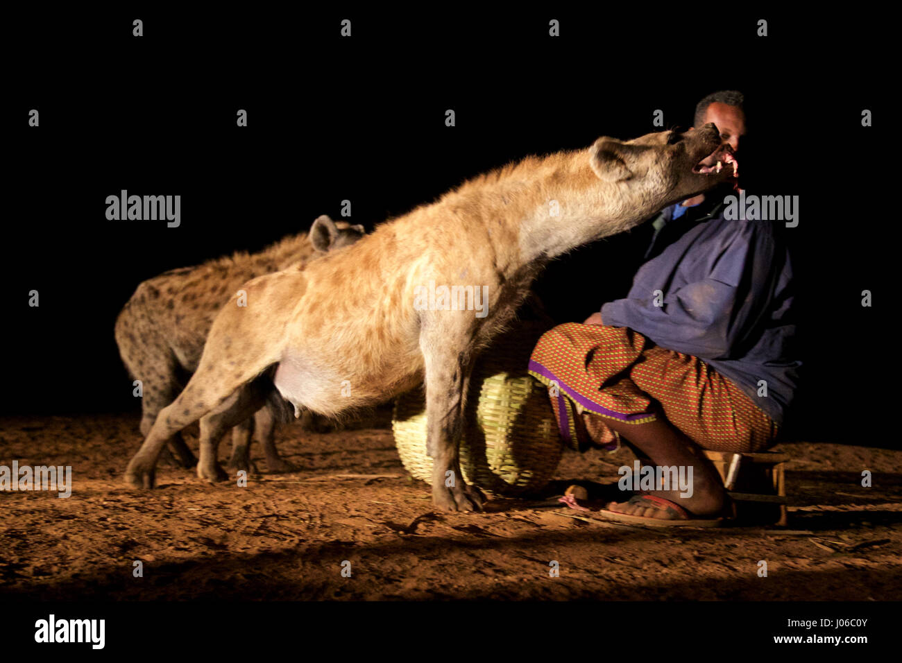 HARAR, Äthiopien: Neue 'Hyäne Man' Abbas Saleh mit einer Hyäne. Treffen Sie die unglaubliche Hyäne Mann von Harar, die nun seinen Titel auf seinen Sohn nach dreißig Jahren, am besten mit Freunden einen Clan dieser fleischfressende Tiere vorbei ist. Bilder zeigen einen jungen Erben die Hyäne Mann Titel nach der jahrhundertealten Tradition seines Volkes vor möglichen Angriffen durch Hyänen ruhig füttern diese wilden Radikalfänger schützen. Er ist völlig frei von jeglicher Art von Angst Sie assoziieren würde, wobei dies in der Nähe Afrikas produktivsten Fleischfresser.  Hyänen sind dafür bekannt, angreifen und töten Menschen, sondern als diese r Stockfoto