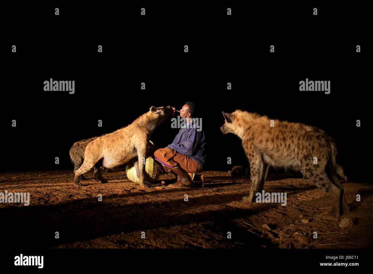 HARAR, Äthiopien: Neue 'Hyäne Man' Abbas Saleh Fütterung einer Hyäne. Treffen Sie die unglaubliche Hyäne Mann von Harar, die nun seinen Titel auf seinen Sohn nach dreißig Jahren, am besten mit Freunden einen Clan dieser fleischfressende Tiere vorbei ist. Bilder zeigen einen jungen Erben die Hyäne Mann Titel nach der jahrhundertealten Tradition seines Volkes vor möglichen Angriffen durch Hyänen ruhig füttern diese wilden Radikalfänger schützen. Er ist völlig frei von jeglicher Art von Angst Sie assoziieren würde, wobei dies in der Nähe Afrikas produktivsten Fleischfresser.  Hyänen sind dafür bekannt, angreifen und töten Menschen, sondern als Thes Stockfoto