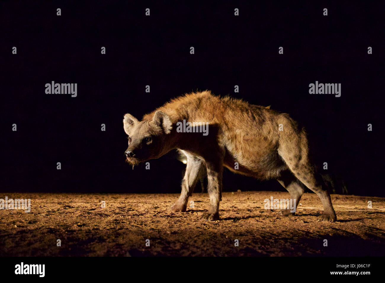HARAR, Äthiopien: Eine einzelne Hyäne in der Nacht. Treffen Sie die unglaubliche Hyäne Mann von Harar, die nun seinen Titel auf seinen Sohn nach dreißig Jahren, am besten mit Freunden einen Clan dieser fleischfressende Tiere vorbei ist. Bilder zeigen einen jungen Erben die Hyäne Mann Titel nach der jahrhundertealten Tradition seines Volkes vor möglichen Angriffen durch Hyänen ruhig füttern diese wilden Radikalfänger schützen. Er ist völlig frei von jeglicher Art von Angst Sie assoziieren würde, wobei dies in der Nähe Afrikas produktivsten Fleischfresser.  Hyänen sind dafür bekannt, angreifen und töten Menschen, sondern als diese bemerkenswerte Ima Stockfoto