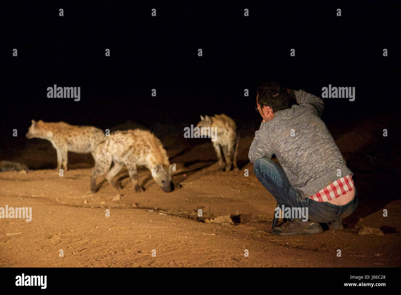 HARAR, Äthiopien: Ein Fotograf nähert sich die Hyänen. Treffen Sie die unglaubliche Hyäne Mann von Harar, die nun seinen Titel auf seinen Sohn nach dreißig Jahren, am besten mit Freunden einen Clan dieser fleischfressende Tiere vorbei ist. Bilder zeigen einen jungen Erben die Hyäne Mann Titel nach der jahrhundertealten Tradition seines Volkes vor möglichen Angriffen durch Hyänen ruhig füttern diese wilden Radikalfänger schützen. Er ist völlig frei von jeglicher Art von Angst Sie assoziieren würde, wobei dies in der Nähe Afrikas produktivsten Fleischfresser.  Hyänen sind dafür bekannt, angreifen und töten Menschen, sondern als diese Rück Stockfoto