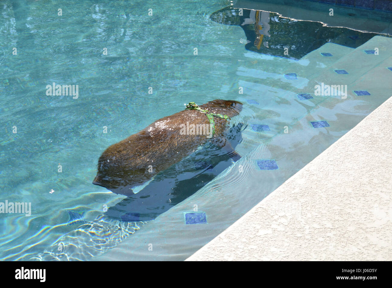 LAS VEGAS, USA: A lustigen Video hat eine riesige aquatische Promi Nagetier genießen Sie ein Bad in seinem eigenen Pool erwischt. Entzückende Bilder und Videos zeigen vier-Fuß-langen, 100-Pfund JoeJoe der Capybara paddeln faul am Pool, unter Wasser tauchen und geschickt auf die Leiter, die er schaut, wie er benutzen wird, um heraus klettern auftauchen. Die Bilder und Clips wurden von JoeJoe Besitzer Cody Kennedy in ihrem Haus in Las Vegas aufgenommen. Stockfoto