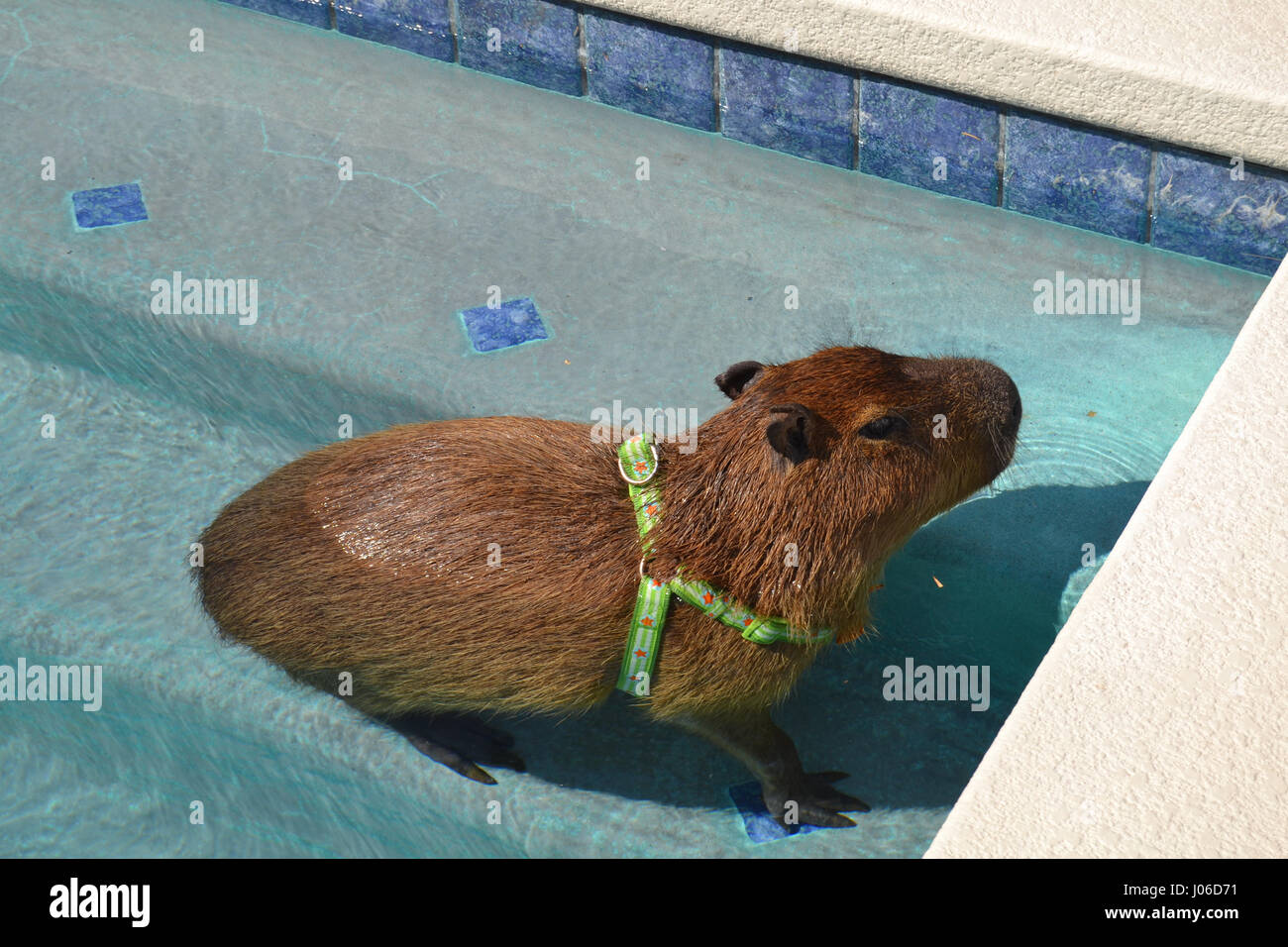LAS VEGAS, USA: A lustigen Video hat eine riesige aquatische Promi Nagetier genießen Sie ein Bad in seinem eigenen Pool erwischt. Entzückende Bilder und Videos zeigen vier-Fuß-langen, 100-Pfund JoeJoe der Capybara paddeln faul am Pool, unter Wasser tauchen und geschickt auf die Leiter, die er schaut, wie er benutzen wird, um heraus klettern auftauchen. Die Bilder und Clips wurden von JoeJoe Besitzer Cody Kennedy in ihrem Haus in Las Vegas aufgenommen. Stockfoto
