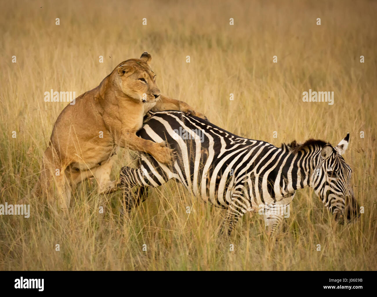 MASAI MARA, Kenia: Bemerkenswerte Action Fotos gefangen haben eine hungrige Löwin Abbau einer ahnungslosen Zebra auf den Schock der britischen Touristen, die den Augenblick der Natur an die meisten rohen erlebt. Beeindruckende Bilder zeigen die 300-Pfund-Löwin versucht, ihre Beute beschleichen, aber einen festen tritt ins Gesicht für ihre Mühen zu erhalten. Andere Aufnahmen zeigen die Räuber stürzen sich auf die mutigen Zebra, wobei es schließlich auf den Boden vor Schlemmen auf die Beute ihres Erfolges. Die Druckknöpfe sind in Masai Mara, Kenia von lokalen professionellen Naturfotografen Clement Kiragu (36) aus Nairobi entstanden. Stockfoto