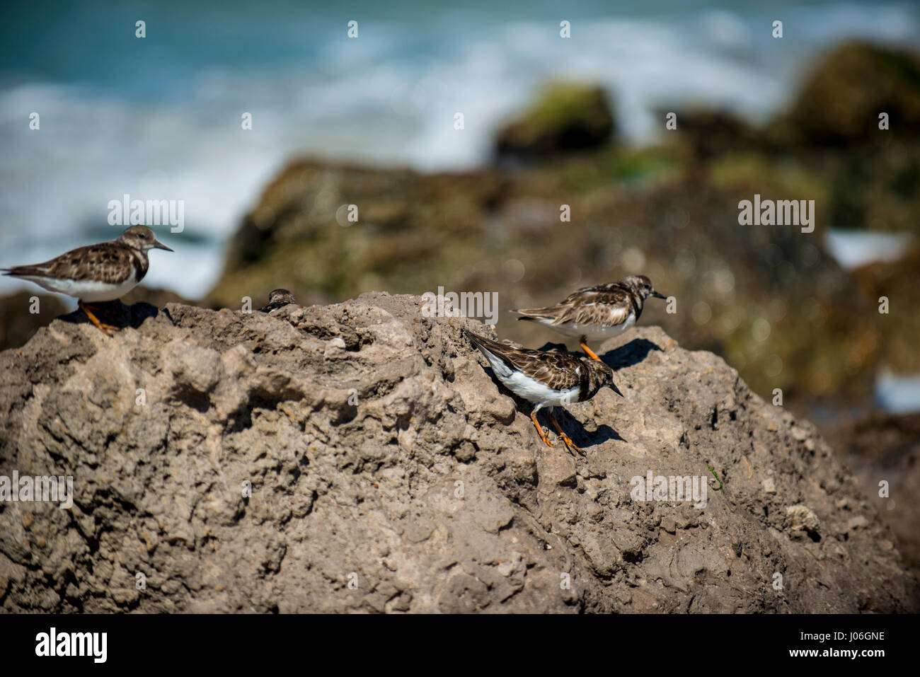 Felsen am Strand mit kleinen Vögel Stockfoto