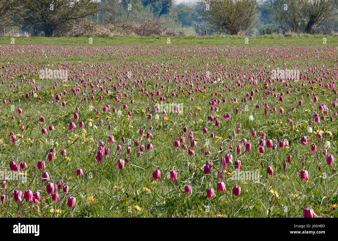 Cricklade Nordwiese, Schlangen Kopf Fritillaria. Stockfoto