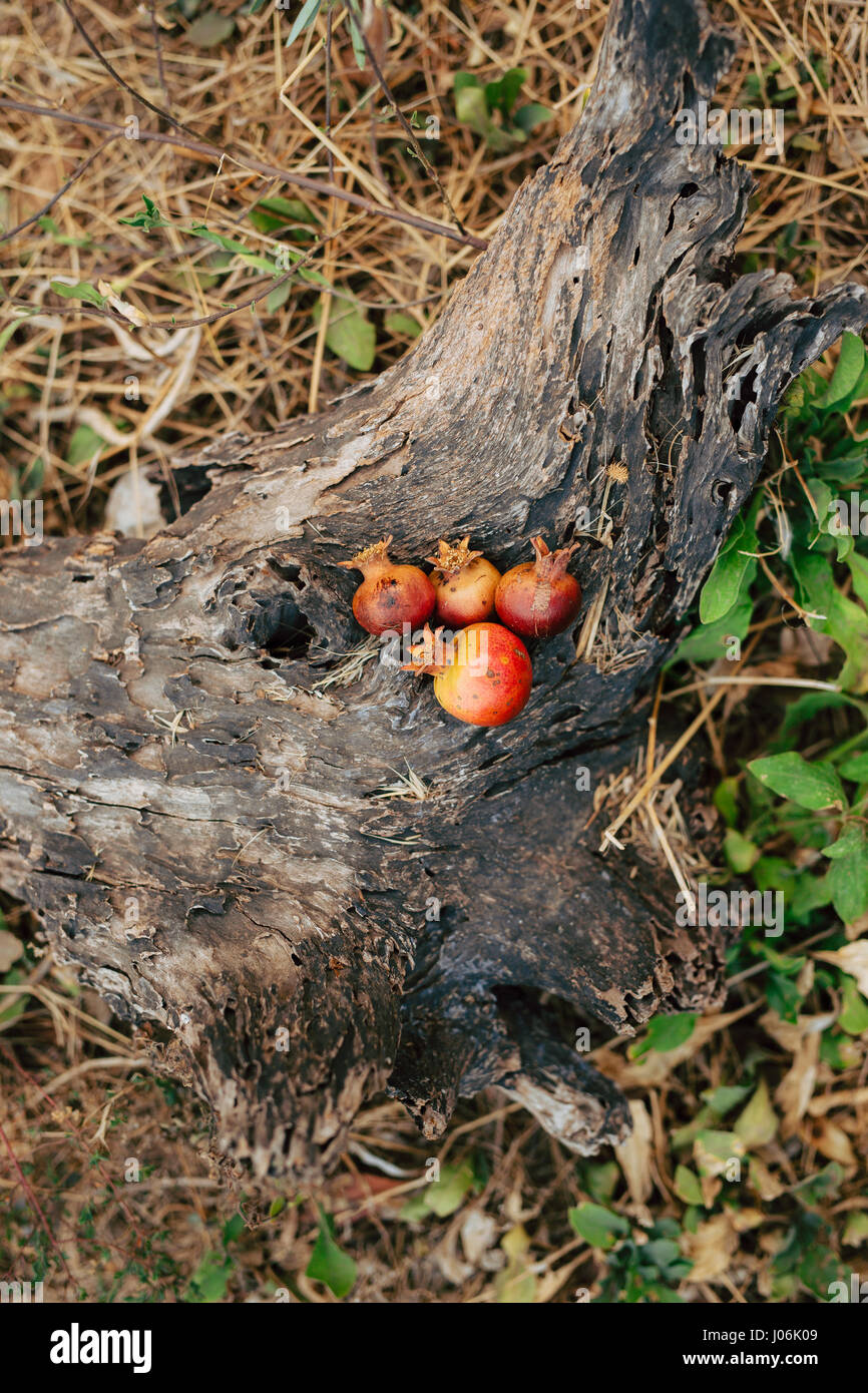 Trauringe auf die Frucht des Granatapfels. Reife rote Granatapfel auf Baumrinde. Hochzeit Schmuck. Stockfoto