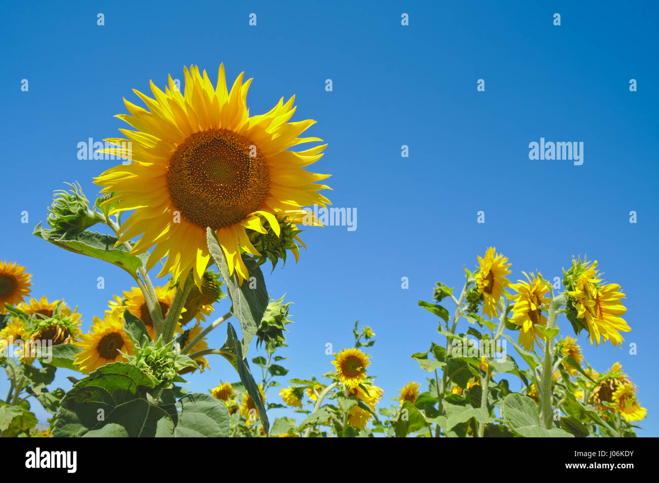Feld mit Sonnenblumen im Sommer Stockfoto