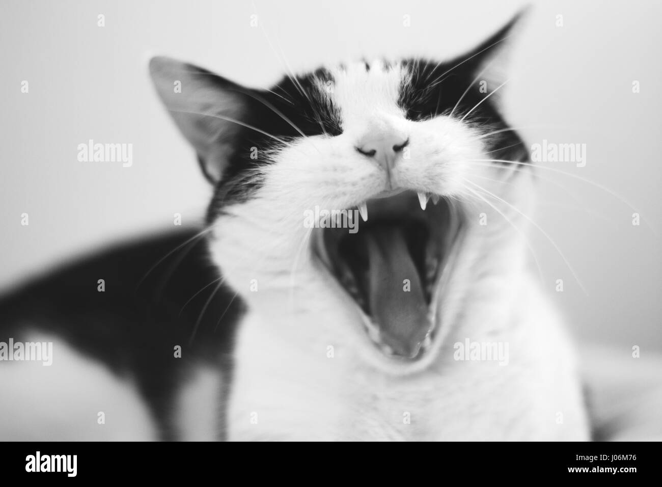 Katze Gähnen, weißer Hintergrund, offenem Mund mit scharfen Zähnen Stockfoto