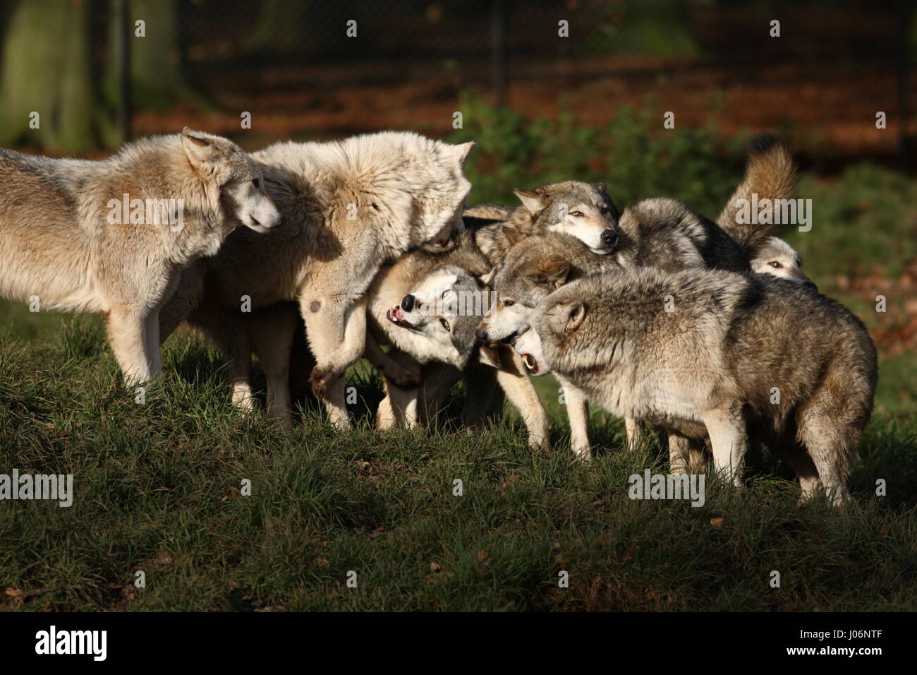 Europäische Grey Wolf Pack spielen kämpfen Stockfoto