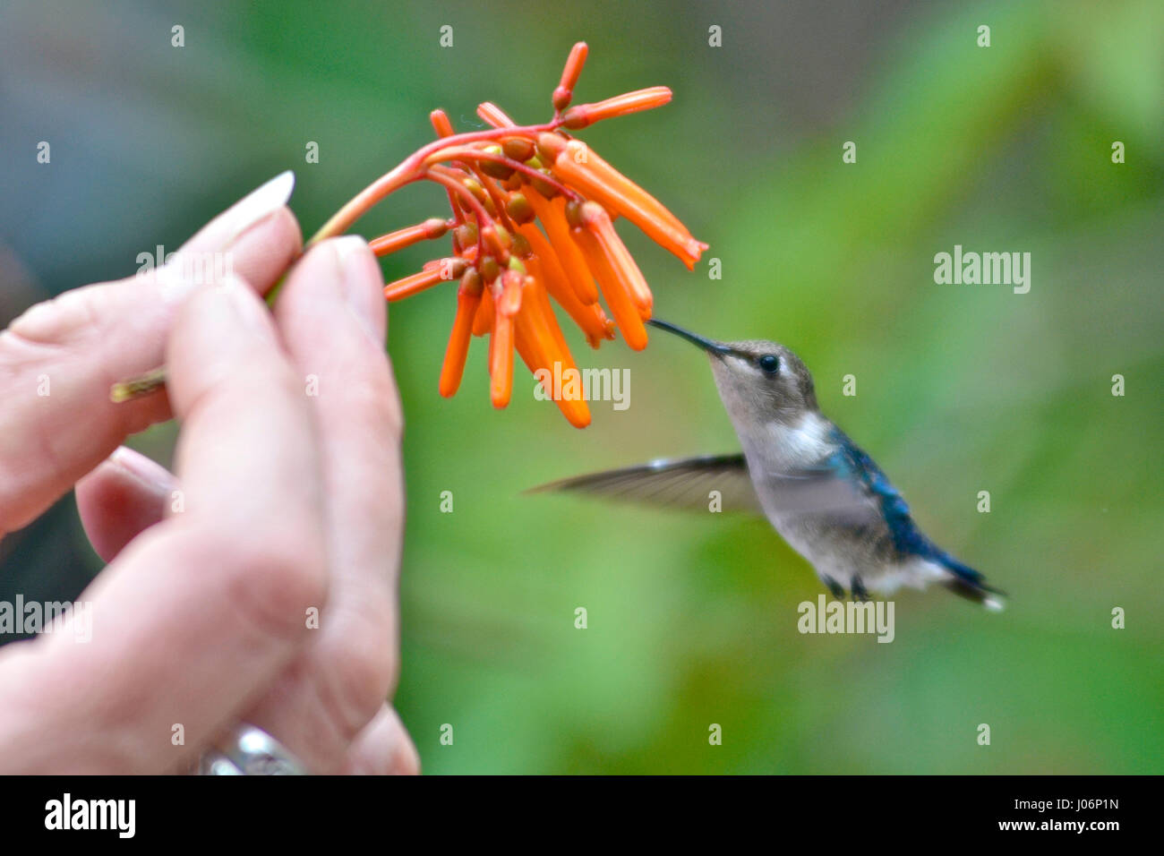 Kleinster Kolibri Kleinster Kolibri