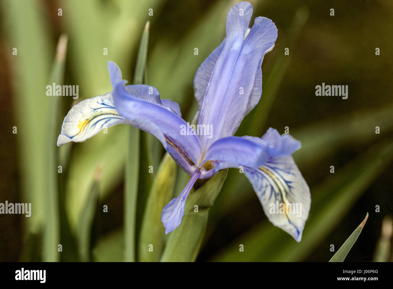 Iris graeberiana in voller Blüte Iris Juno Stockfoto