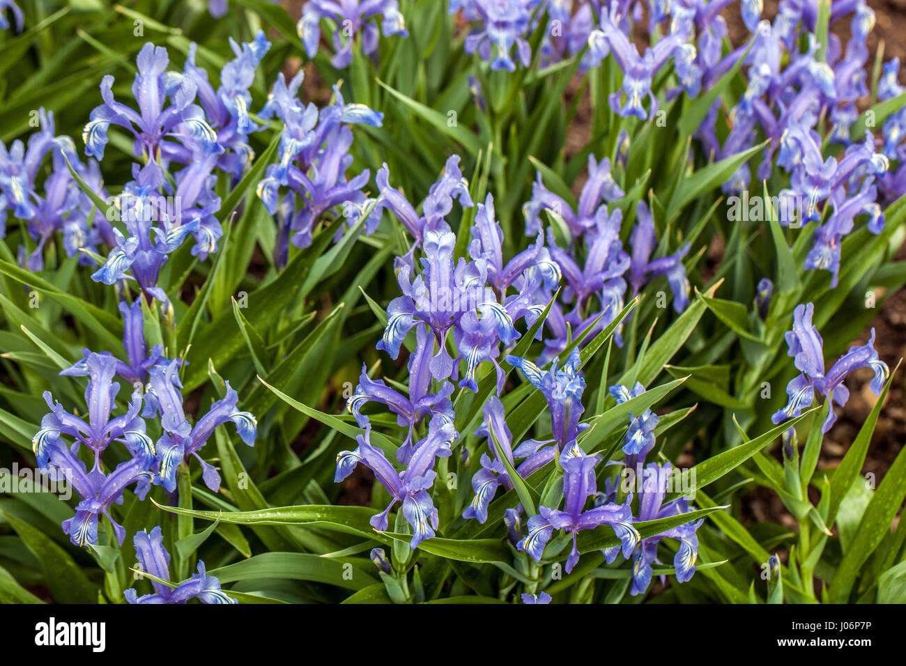 Juno Iris, Iris graeberiana in voller Blüte Stockfoto