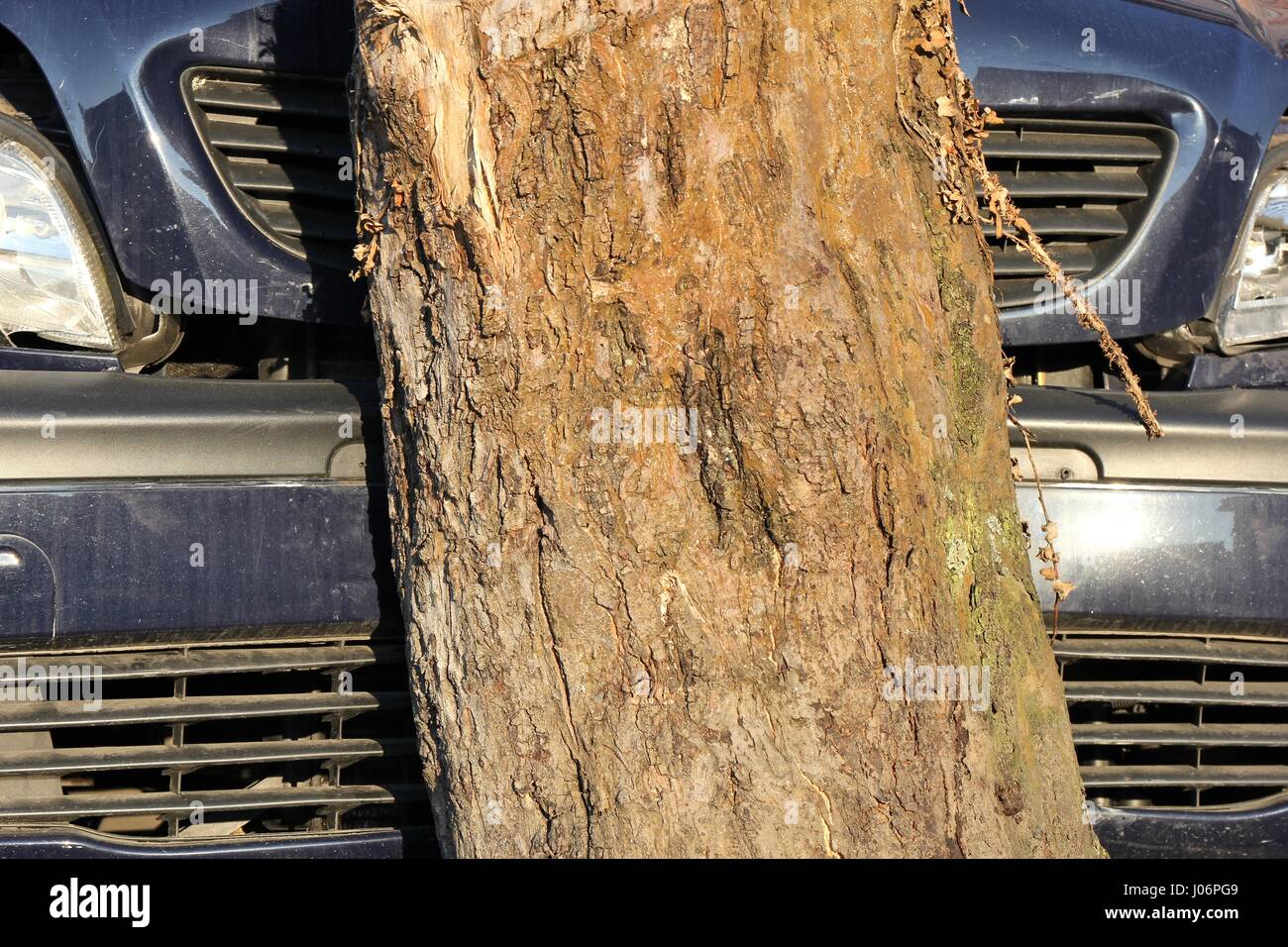 Auto prallte gegen einen Baum Stockfoto