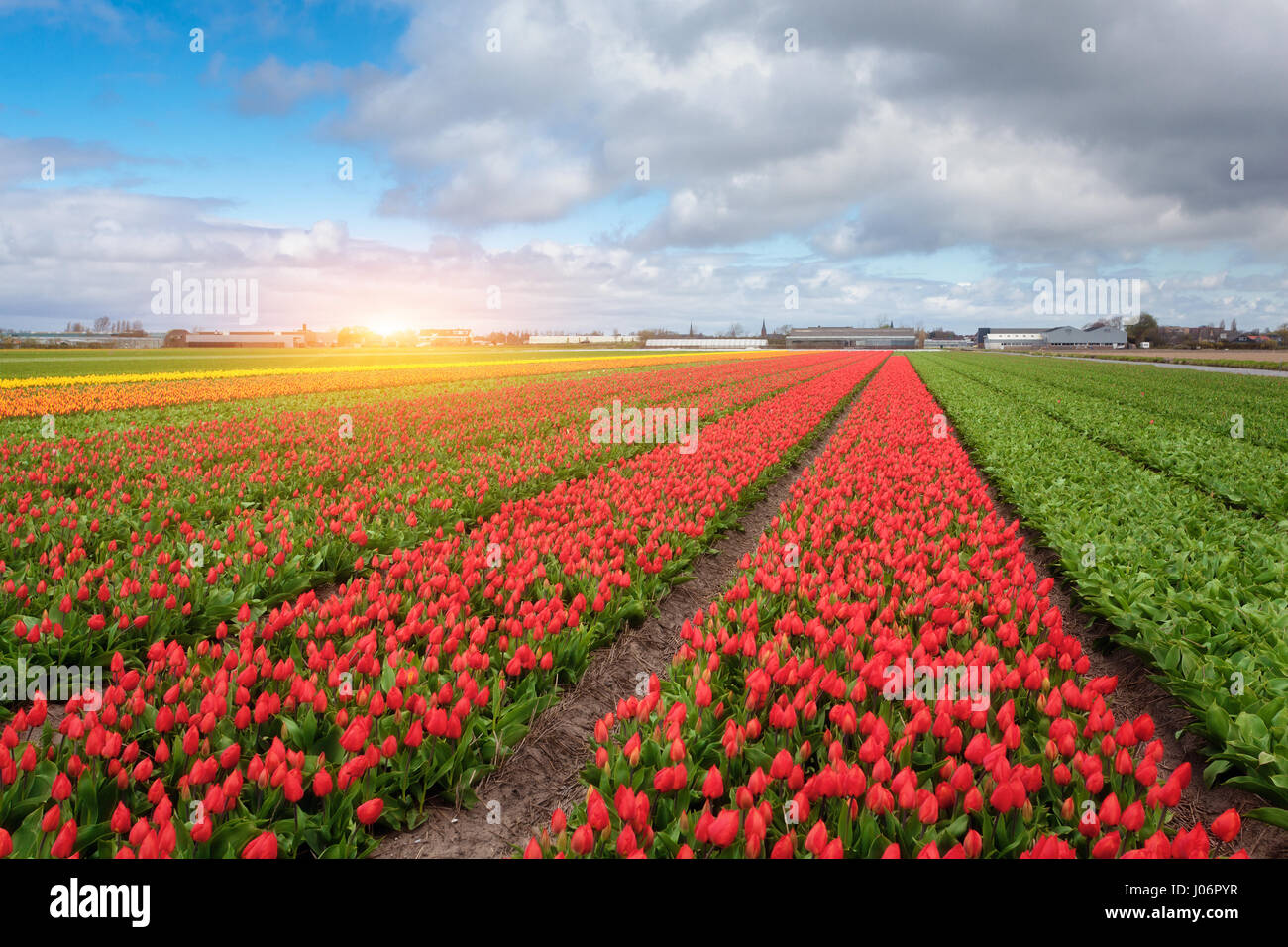 Tulpen. Blumen blühen. Reihen von blühende rote und gelbe Tulpen in einer niederländischen ländlichen Agrarlandschaft. Frühling-Szene auf dem Hof der Tulpe. Bunte Sonne Stockfoto