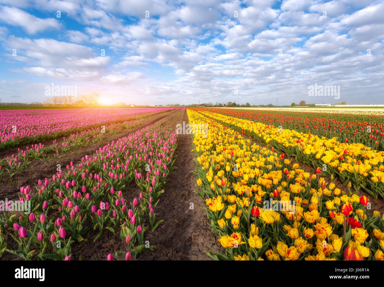 Tulpen. Blumen blühen. Reihen von blühende rote und gelbe Tulpen in einer niederländischen ländlichen Agrarlandschaft. Frühling-Szene auf dem Hof der Tulpe. Bunte Sonne Stockfoto