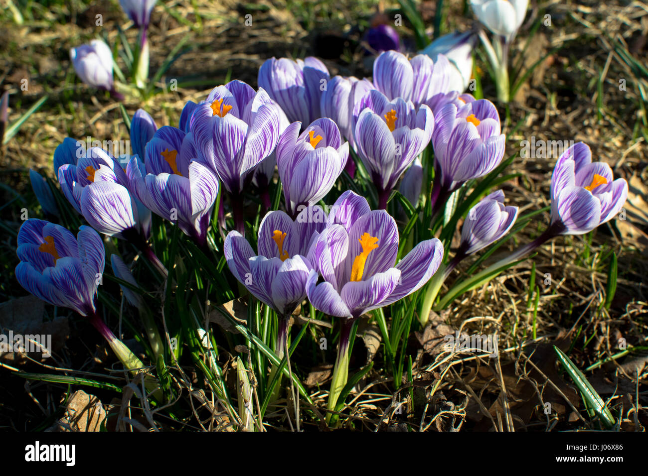 Frühlingsblumen in Deutschland Stockfoto