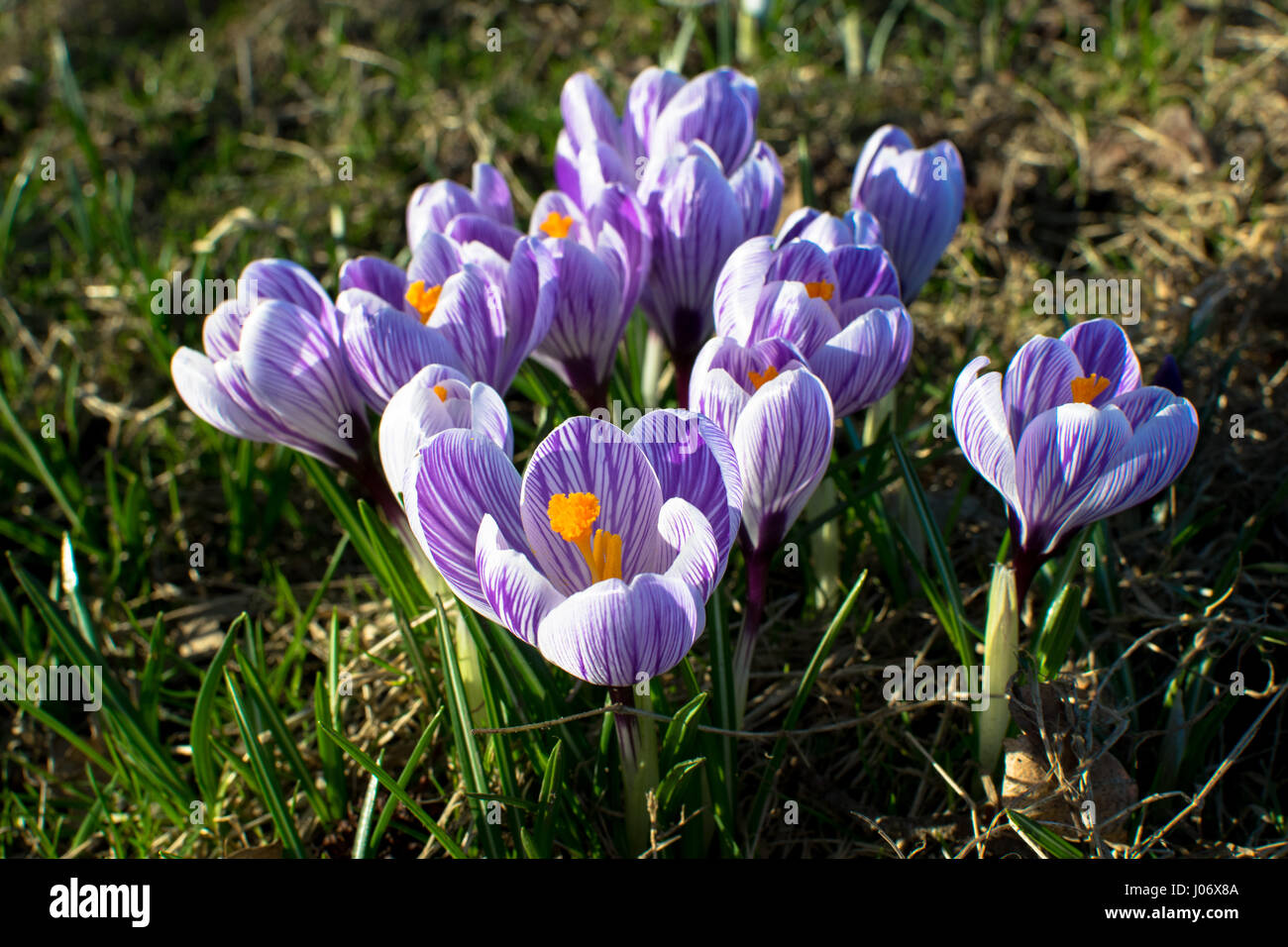 Frühlingsblumen in Deutschland Stockfoto