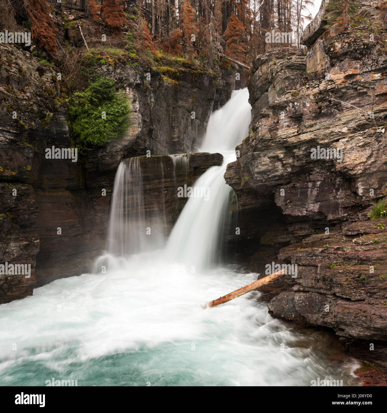 Wasser von den Felsen in einen Wald, St Mary fällt, Glacier National Park, Glacier County, Montana, USA Stockfoto