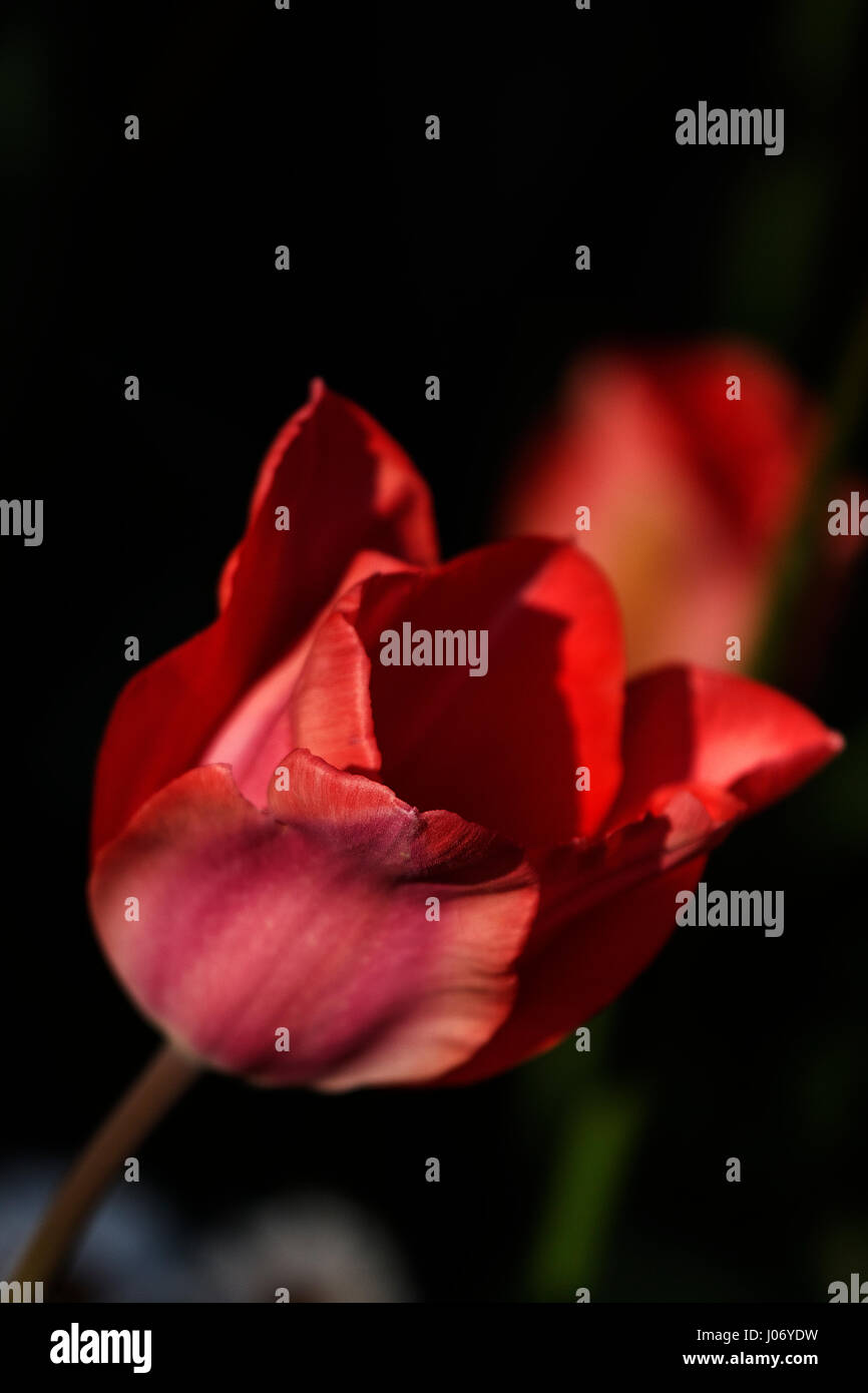 Rosa rote Tulpe Stockfoto