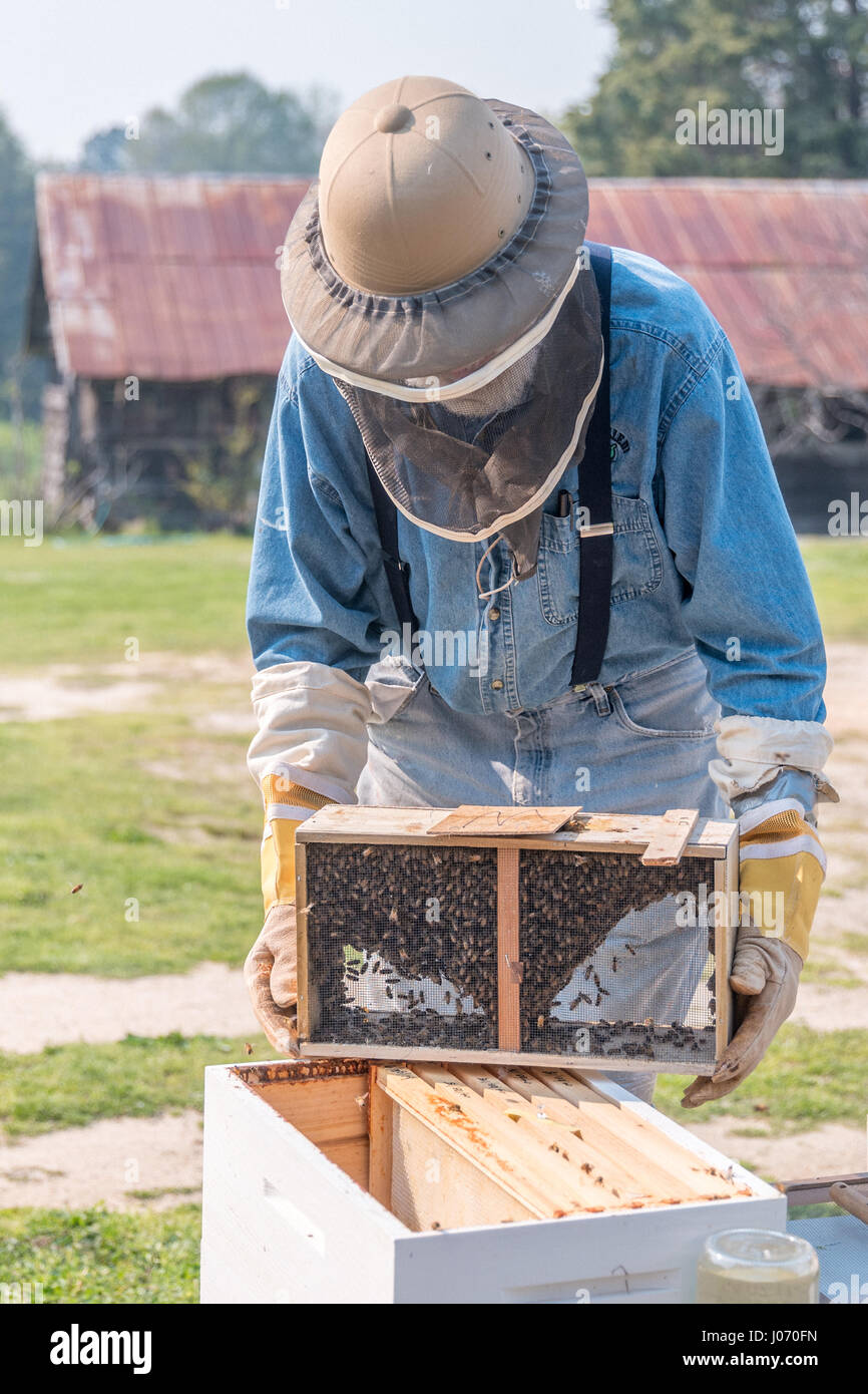 South Carolina Imker installiert ein Paket von Bienen in einem Langstroth Bienenstock. Stockfoto