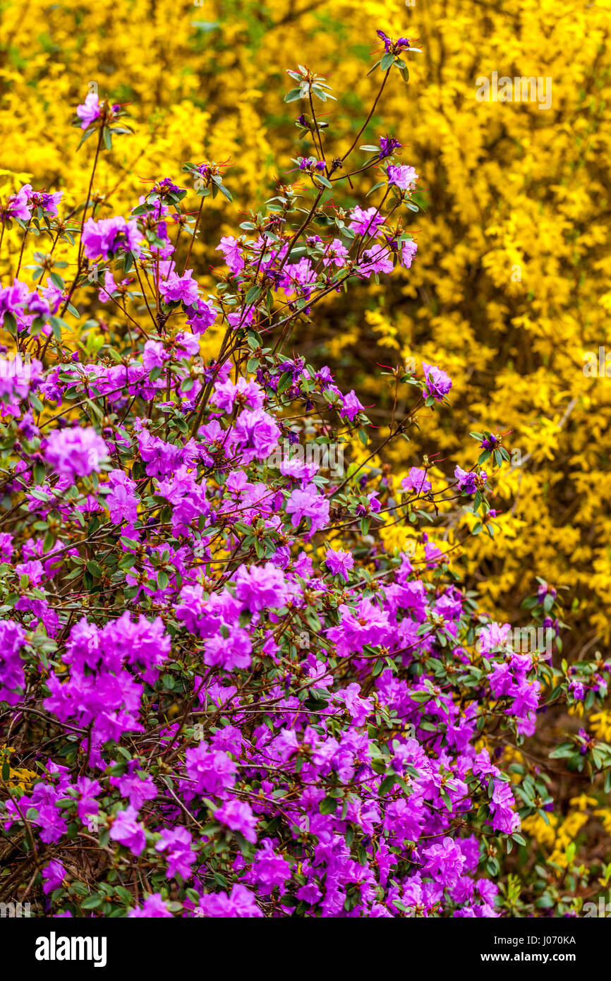 Blühendes Lila Rhododendron Dauricum Gemischtes Gelb Forsythia Blumen blühender Garten April Blüten Zweige Farbkontrast blühender Büsche Stockfoto