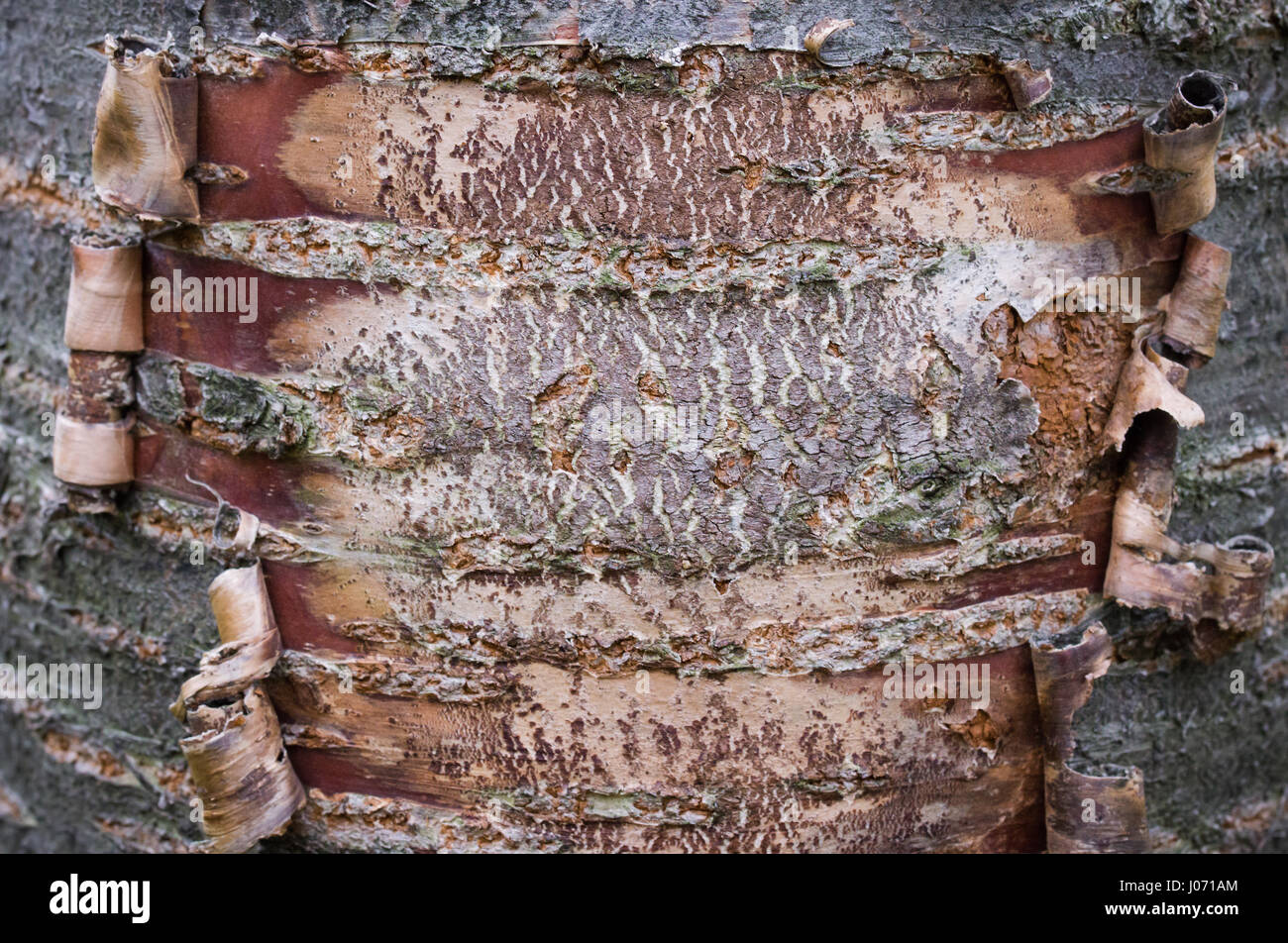 Baumrinde an den Seiten aufgerollt. Stockfoto