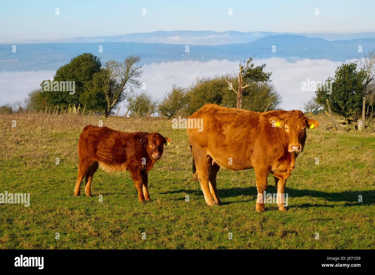 Kühe über eine Schicht von Nebel am Naturschutzgebiet Hollies, Stiperstones, Shropshire. Stockfoto