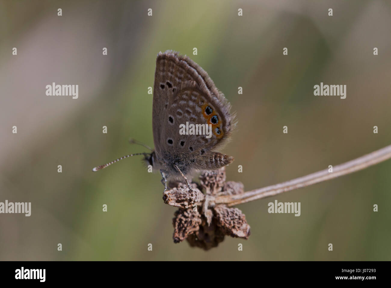 Seitenansicht eines thront Grass Juwel Schmetterlings, der kleinste in Europa. Stockfoto