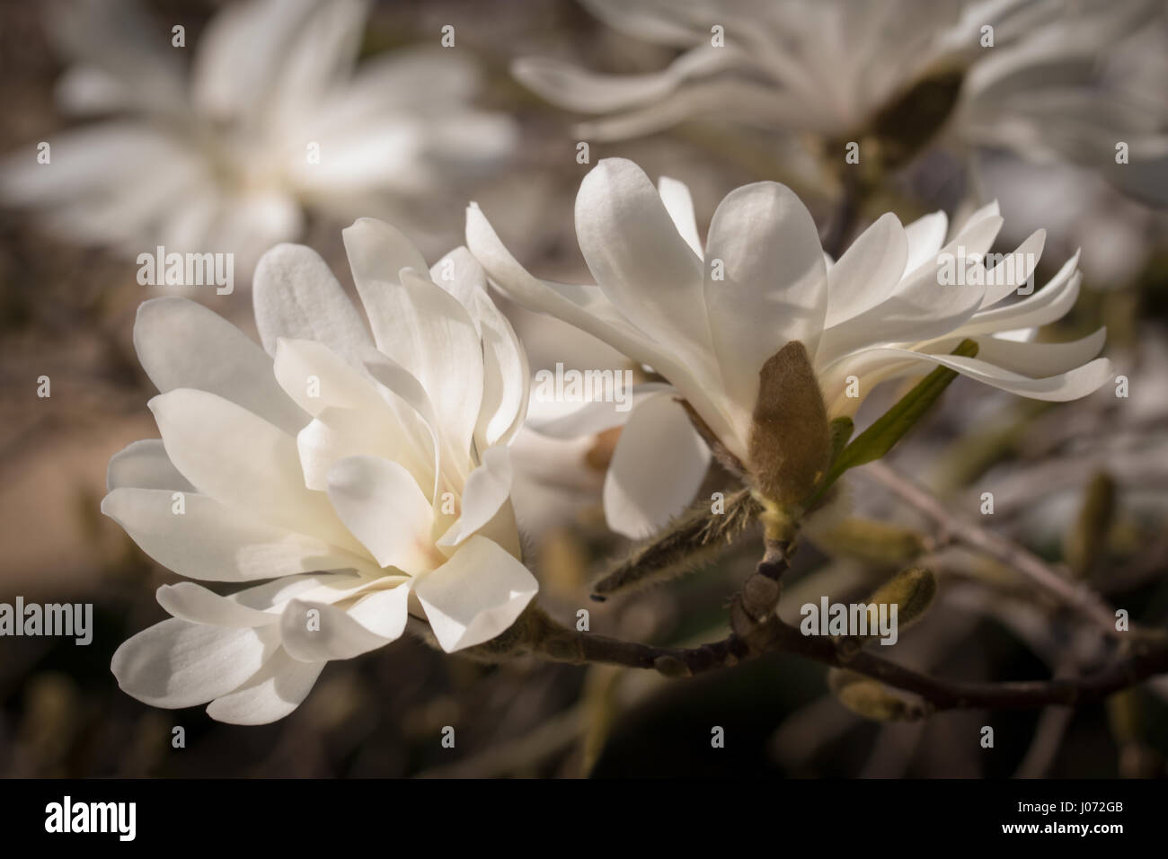 Weißer Stern-Magnolie blühen in voller Pracht (Magnolia Stellata) Stockfoto