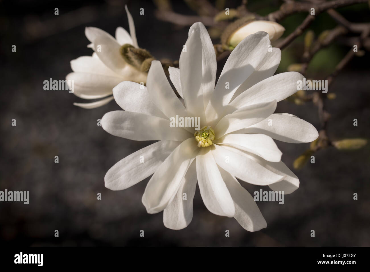 Weißer Stern-Magnolie blühen in voller Pracht (Magnolia Stellata) Stockfoto