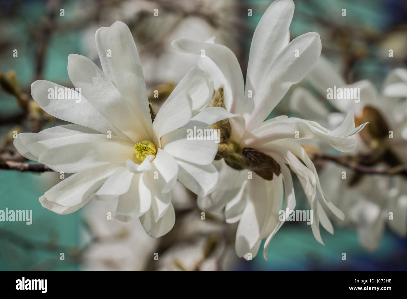 Zwei Stern-Magnolie blüht in voller Pracht. (Magnolia Stellata) Stockfoto