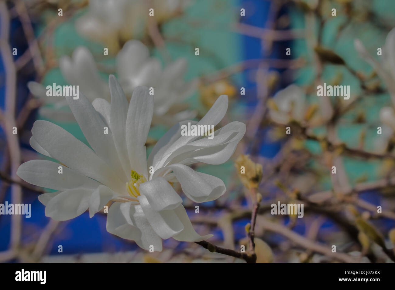 Einen einzigen Stern-Magnolie blühen in voller Pracht mit hellblauem Hintergrund. (Magnolia Stellata) Stockfoto