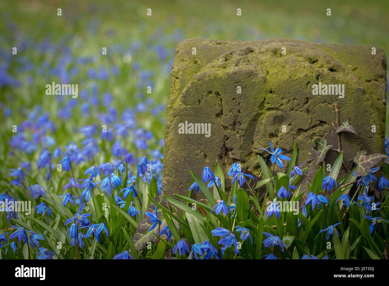 Ein Alter Meilenstein in Moos umgeben von winzigen Scilla Blumen bedeckt. Stockfoto