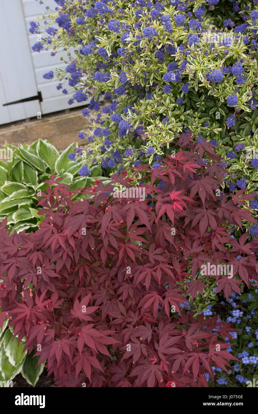 Ceanothus Lemon und Lime - Hosta Patriot Wegerich Lily-Acer Palmatum Atropurpureum F. Ahornbaum Stockfoto