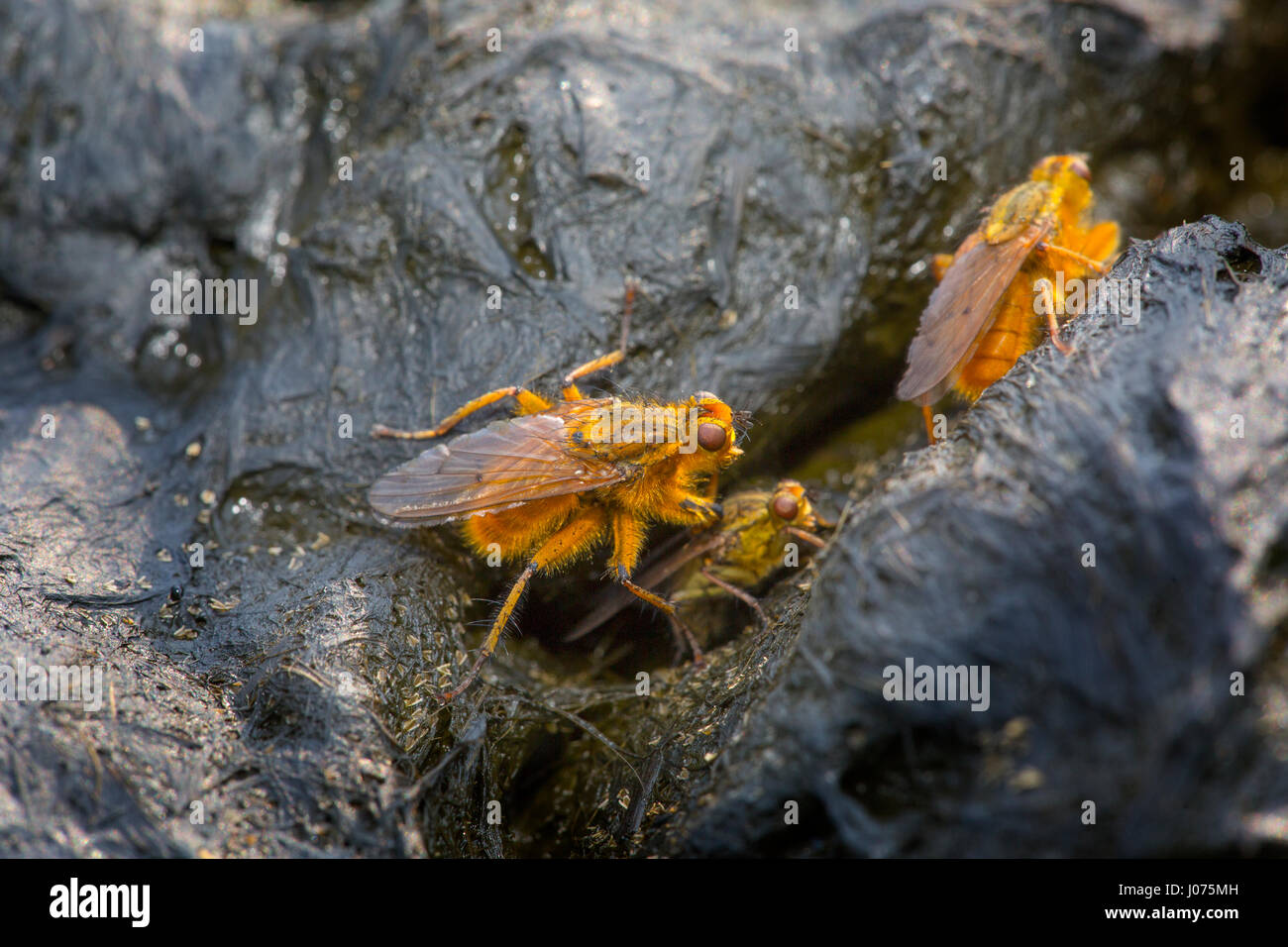 Gemeinsamen gelbe Dung fliegen Scatophaga stercoraria Stockfoto