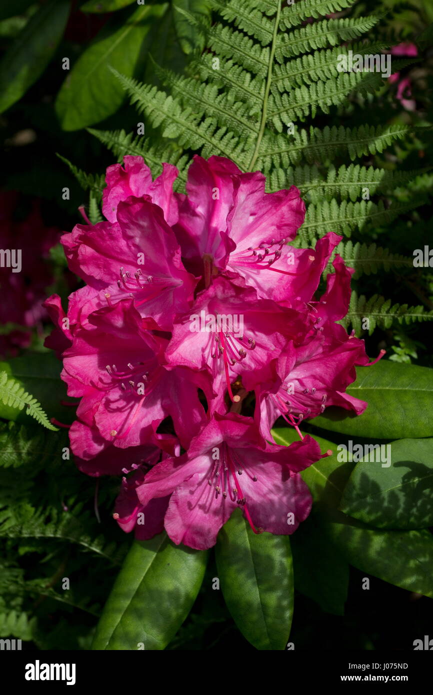 Rhododendron Marquis of Waterford Red flower Stockfoto