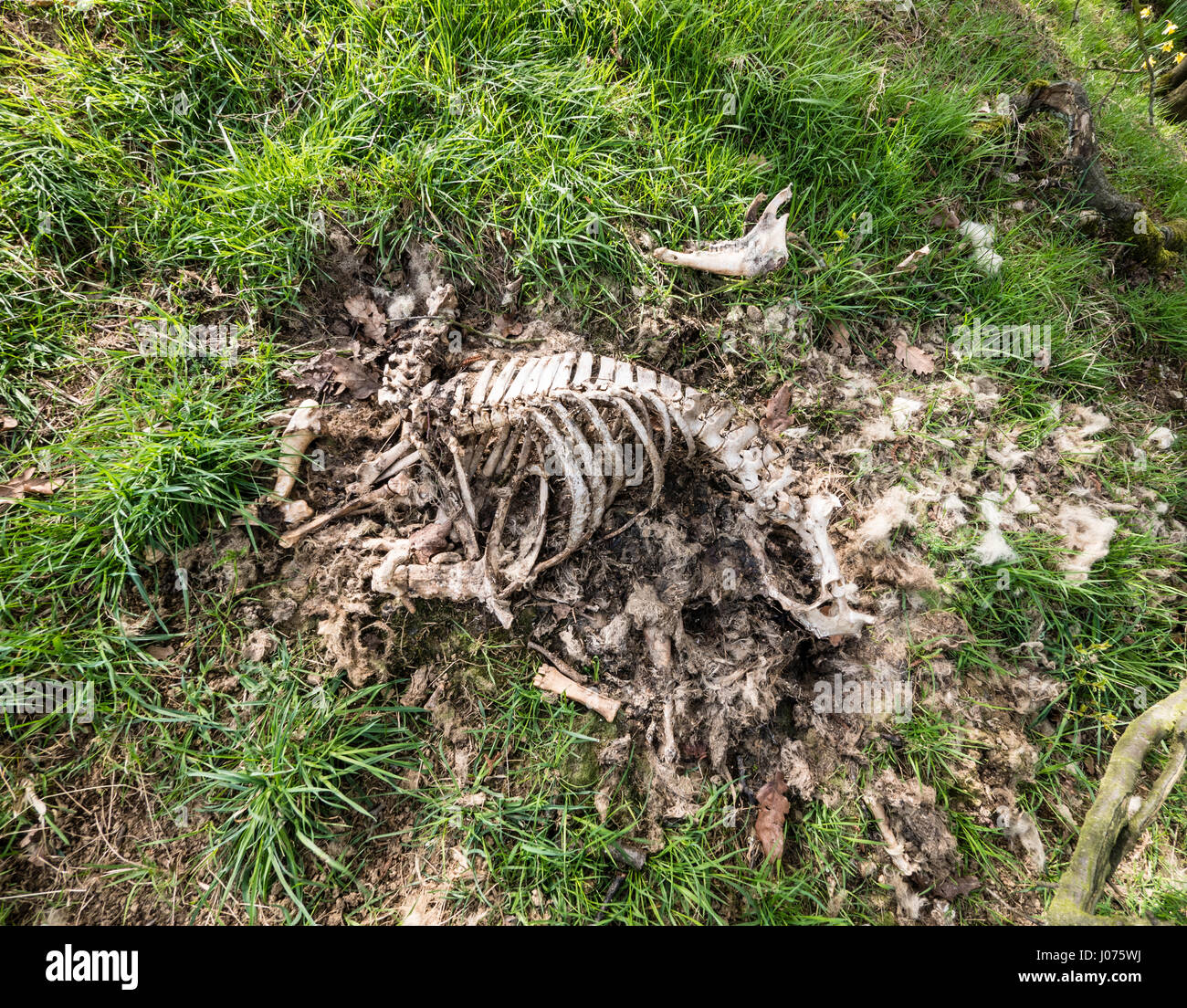 Skelett eines toten Schaf links nach Verfall in abgelegenen Bergregionen Standort UK Stockfoto