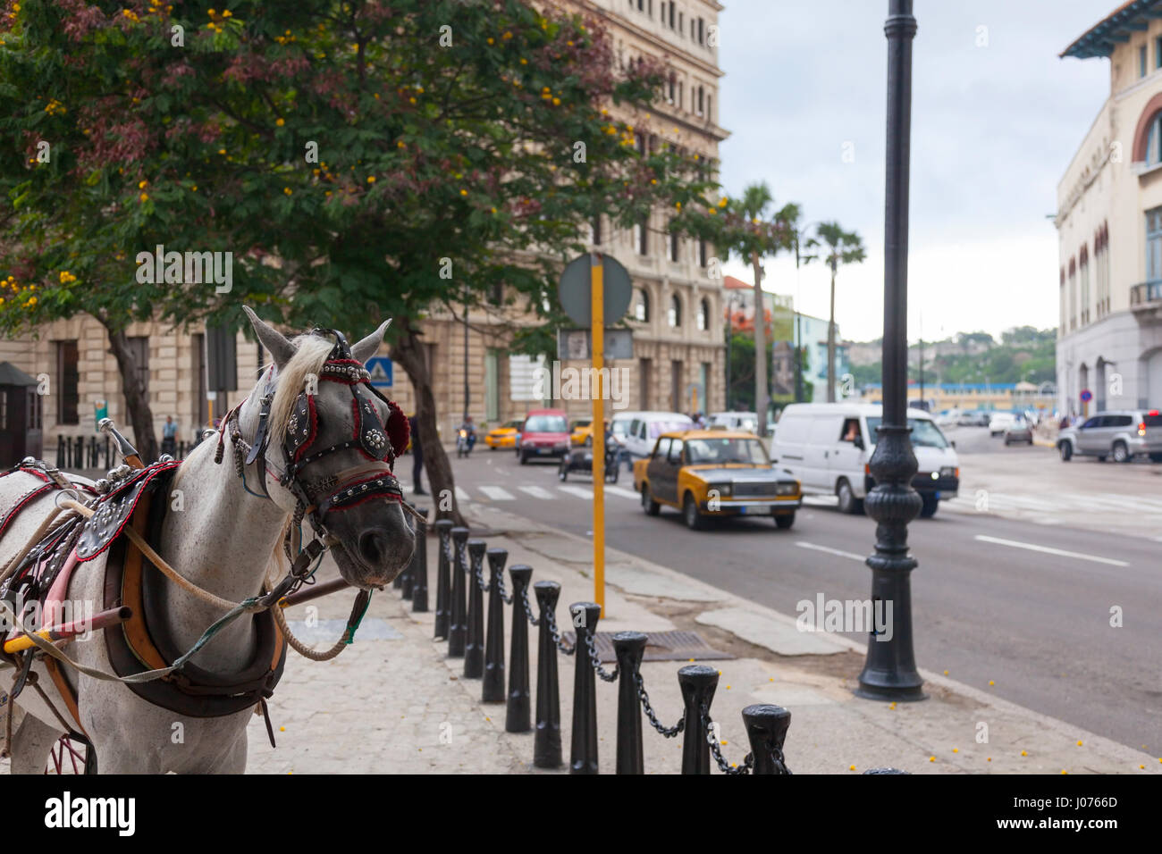 Ein Pferd Equus Ferus Caballus trägt einen Gurt ziehen einen Wagen am Plaza de San Francisco mit Autos fahren durch entlang des Malecon in Alt-Havanna, Kuba. Stockfoto
