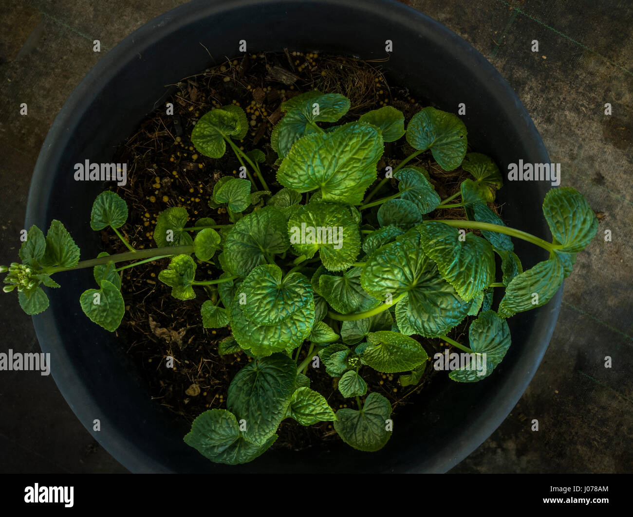 Wasabi-Pflanze, Eutrema Japonicum oder Wasabia japonica Stockfoto