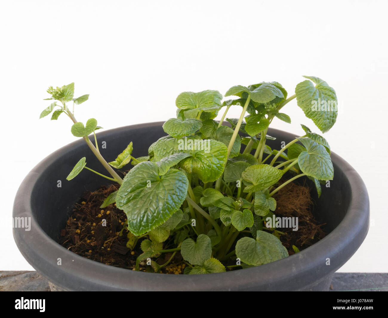 Wasabi-Pflanze, Eutrema Japonicum oder Wasabia japonica Stockfoto