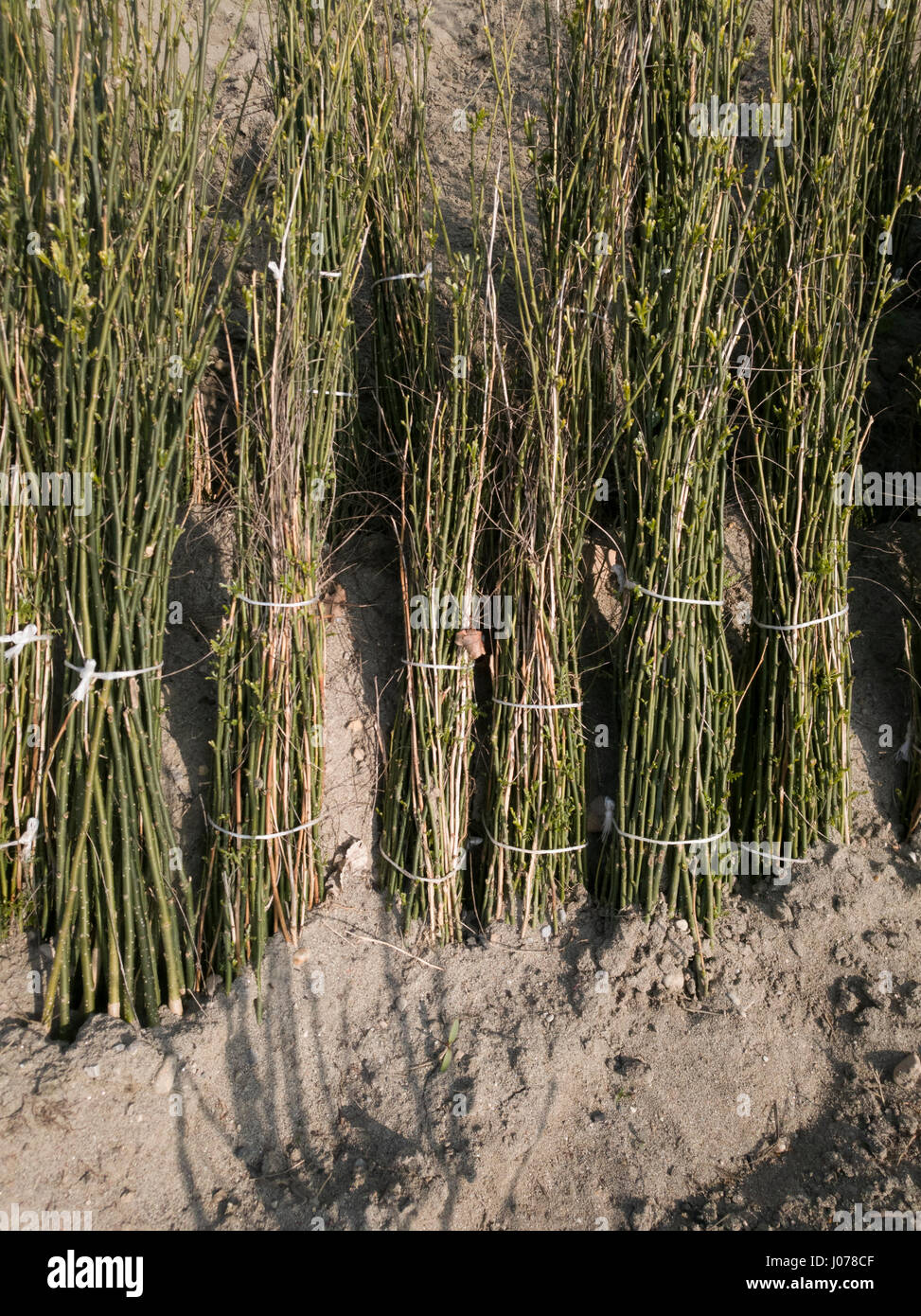 Trauben von jungen Bäumchen Sophora Japonica, Styphnolobium Japonicum in den Sand zu verkaufender bereit gehalten Stockfoto