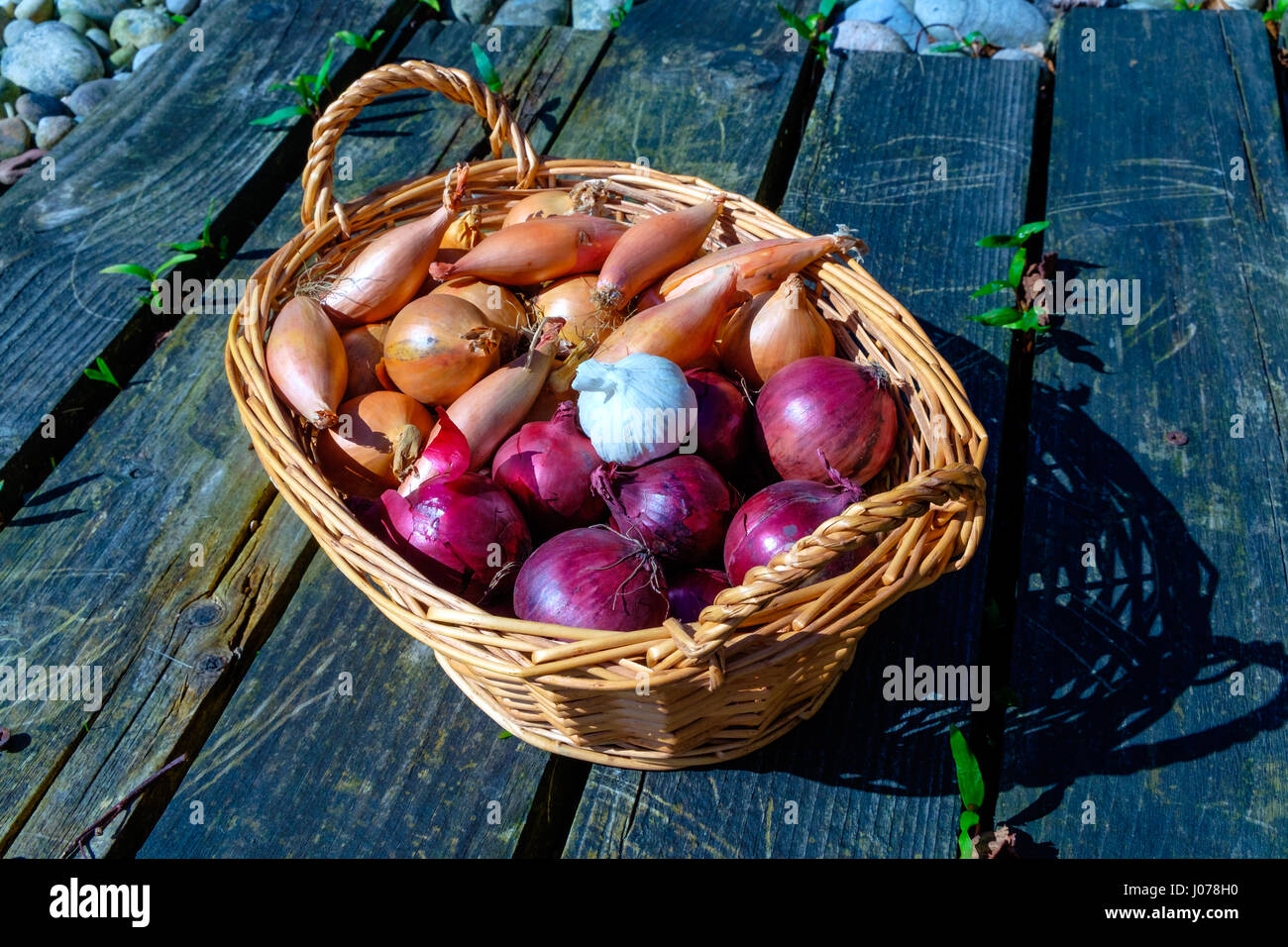Zwiebeln, Schalotten und Knoblauch Zwiebeln in einem Weidenkorb Stockfoto