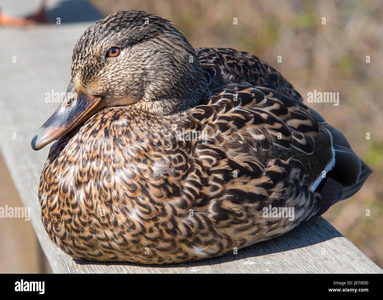 Eine weibliche Stockente Ente sitzt hoch oben auf einem Zaun an der Reifel Bird Sanctuary in Delta, b.c., Kanada. Stockfoto